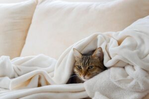 Gatto avvolto in un plaid sul divano